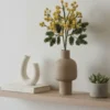 Branche de Mimosa