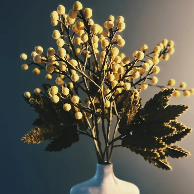 Branche de Mimosa