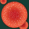 Champignons