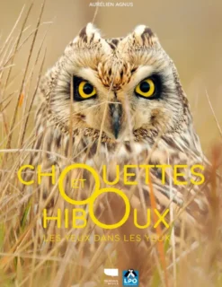 Chouettes et hiboux