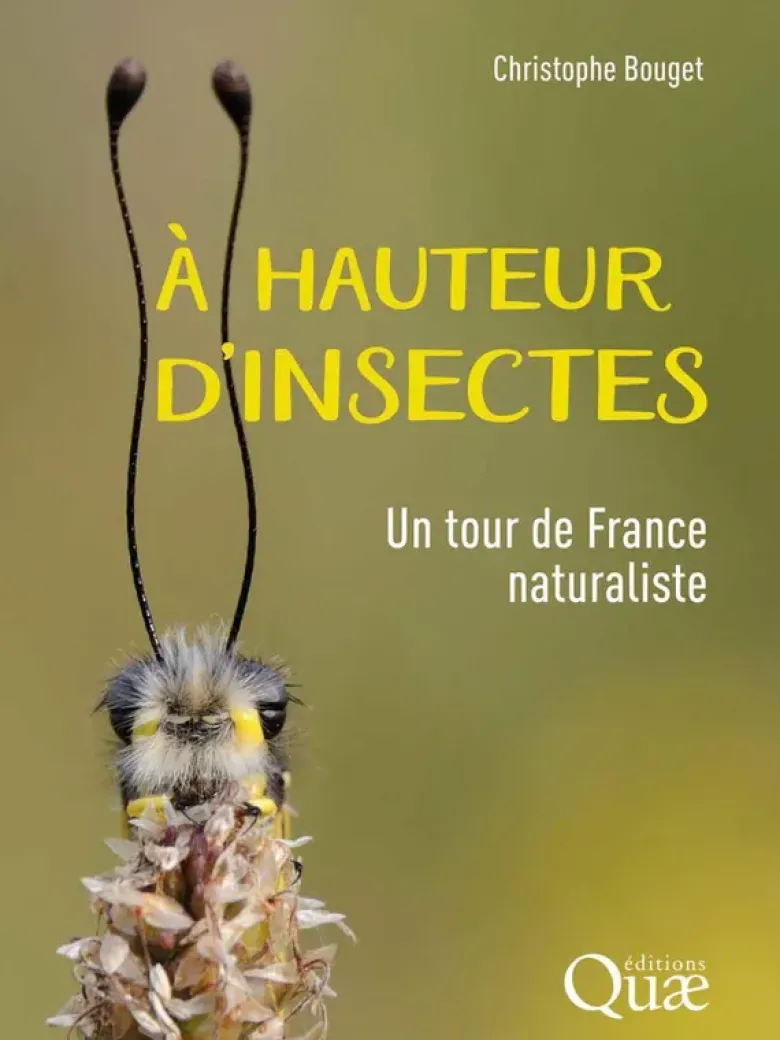 À hauteur d'insectes