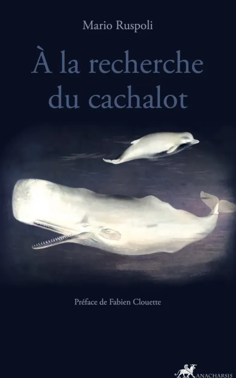 À la recherche du cachalot