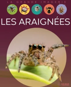 Les araignées
