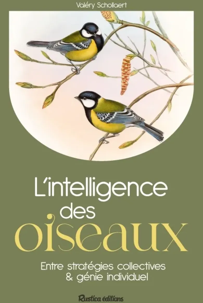 L'intelligence des oiseaux