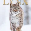 Lynx