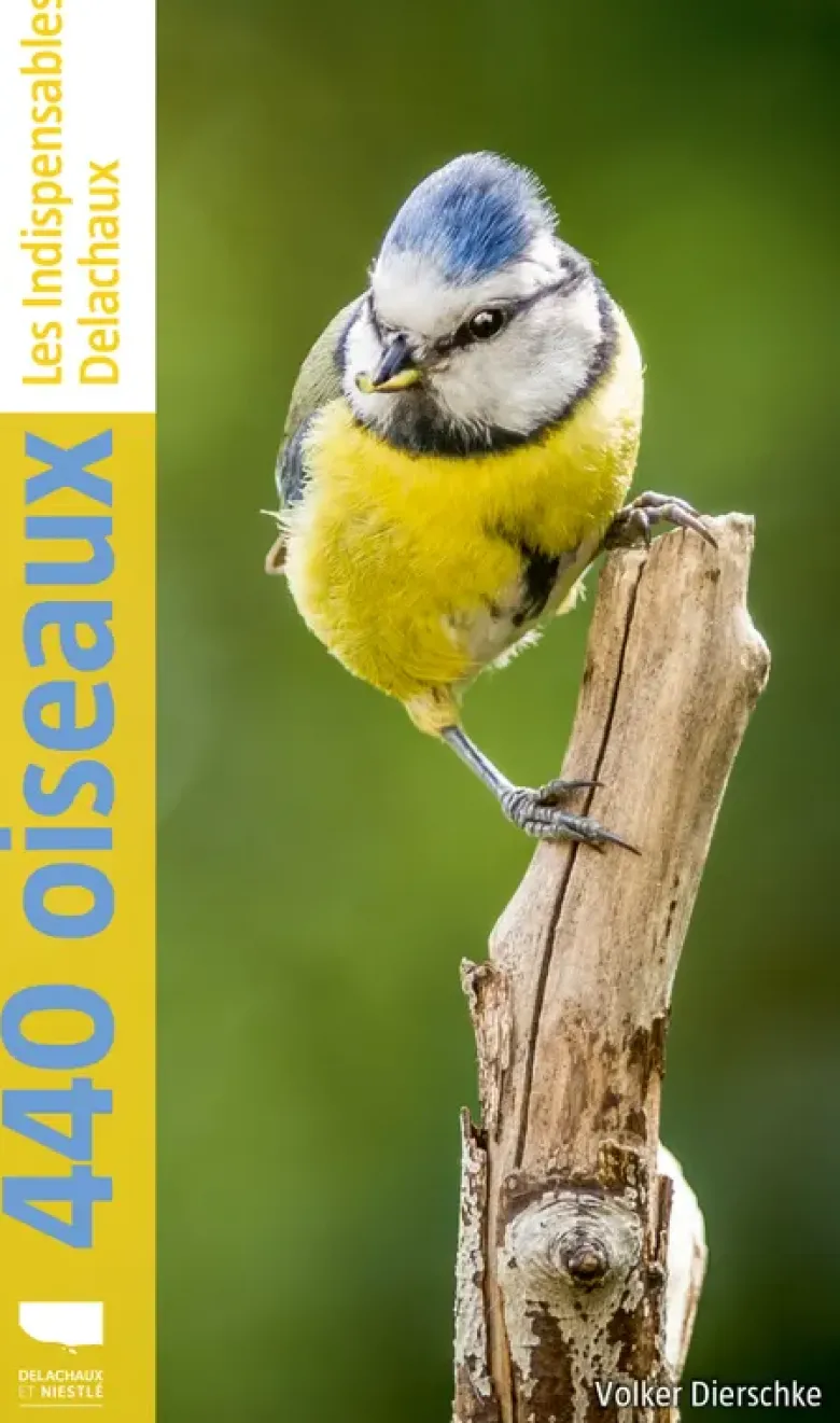 440 oiseaux