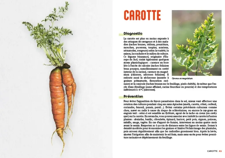 Panique au potager
