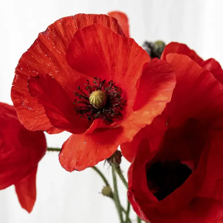 Plante et découvre: Les parties d’une fleur